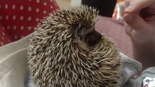 Ёжик африканскийAfrican hedgehog
