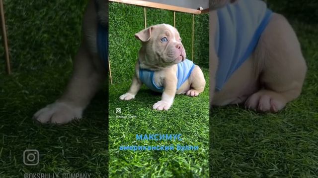 Кто хотел сильную и мощную собаку можно обратиться к нам #американскийбулли#bully#щенки #купитьщенк смотреть онлайн