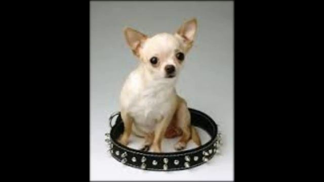 ошейники для дрессировки собак смотреть онлайн