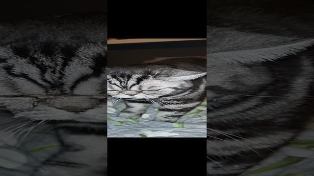 Взял новую привычку!