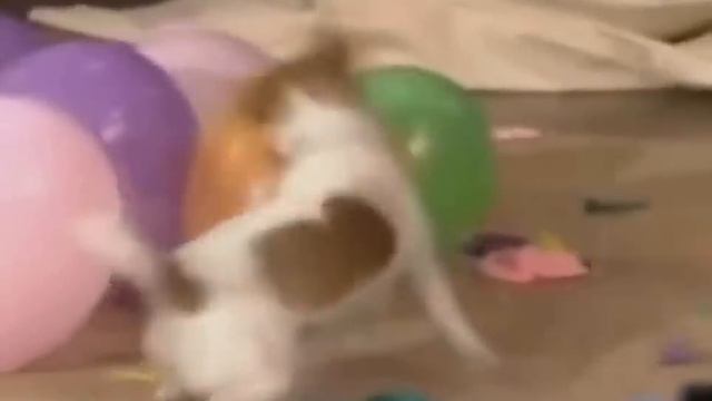 Мировой рекорд по лопанию шаров смотреть онлайн