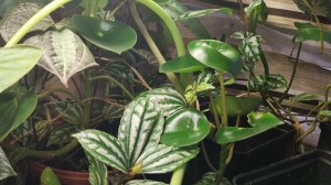 Цветочные будни