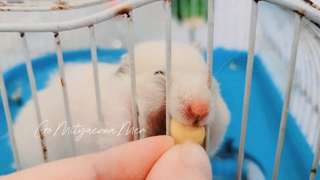 Любимое лакомство  моих хомяков. Включи субтитры. My hamsters' favorite treat.
