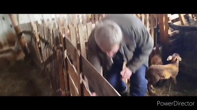 Биркование и купирование хвостов катумским ягнятам смотреть онлайн