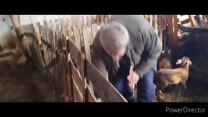 Биркование и купирование хвостов катумским ягнятам