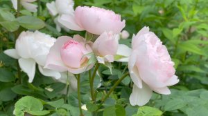 Июнь в Саду 30 июня 2024 часть 3