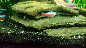 L 066 и L 201 контрад.  сом номерной (F1)