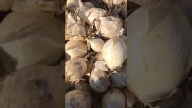 видео белого лука с Киргизтана смотреть онлайн