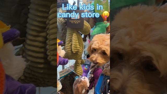 Cute dog shopping toys/ Like kids in candy store. смотреть онлайн