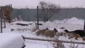 Снежные псы