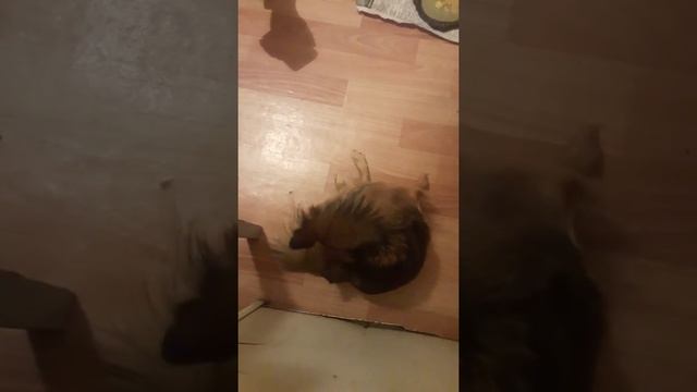 Реакция на звуки животных 😁 смотреть онлайн