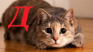 Музыкальный квиз - Буква "Д"