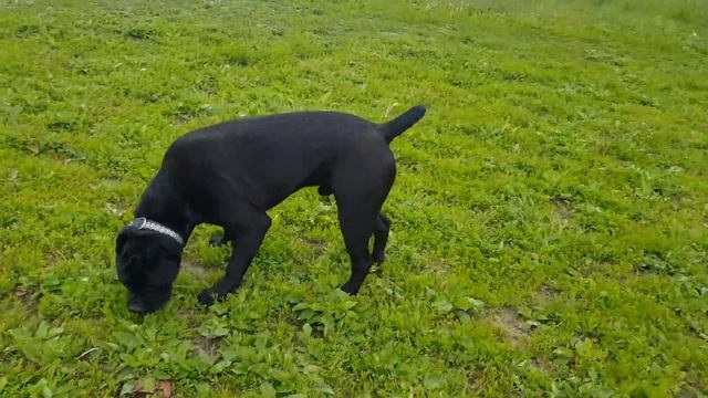 Simba.Бордоский дог щенок french mastiff puppy