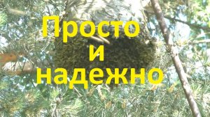 Как проще поймать и снять рой пчел пчел