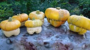 Выращивание безрассадным способом Декоративной Тыквы. Уход. Размножение и Хранение.