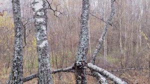 Лесная прогулка! Орловская область, село Сосково! Ноябрь 2024.