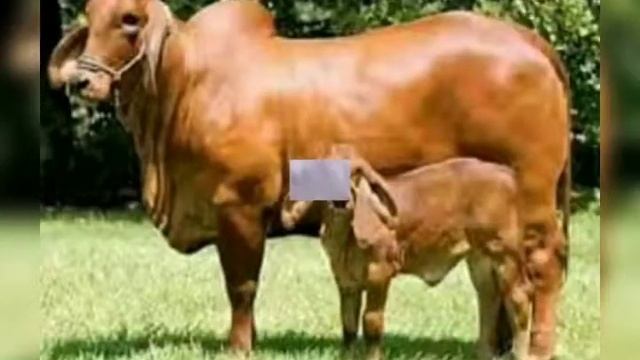 Chelated Calcium and Mineral Mixture for Cattlefeed смотреть онлайн