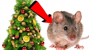 Как быстро избавиться от мышей За 3 Секунды!!!!!