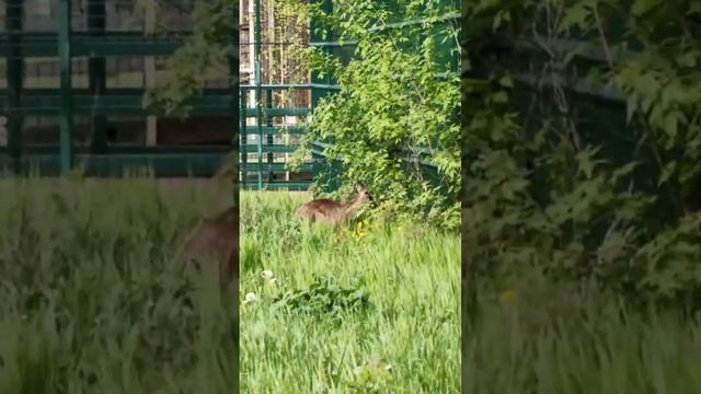 Новичок кенгуру, прибывший в зоопарк месяц назад, вышел из карантина и гуляет в уличном 🌾 вольере. смотреть онлайн