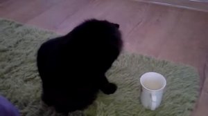 Кошка пьет кофе