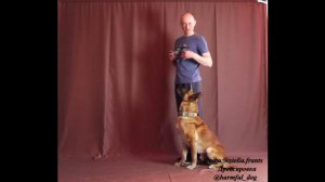 Дрессировка собак, упражнение "глазки" 2 продолжение