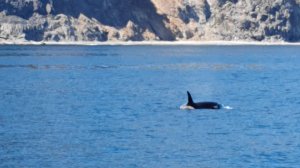 Камчатка море август 2021