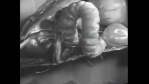 Биология пчелиной семьи  Пчеловодство в СССР