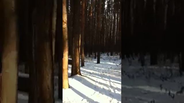 Карагайский бор смотреть онлайн