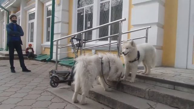 Красивые собаки ждут хозяина у входа в магазин, привлекая внимание окружающих весной в Алматы смотреть онлайн