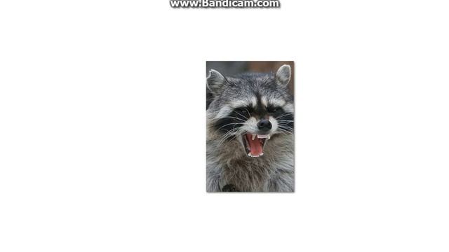 Злой Енот ( няфка няшфка няфка) ГТА МТА БПАН!!! смотреть онлайн