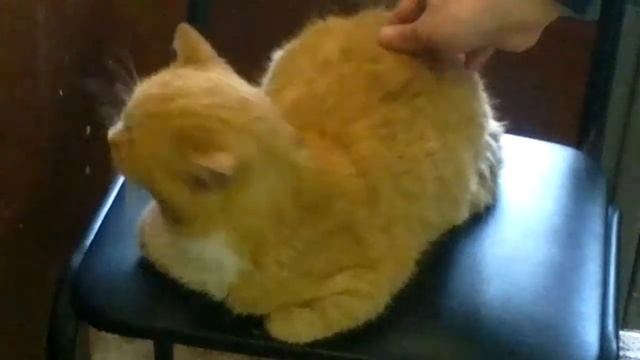 Массаж для кота смотреть онлайн