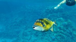 любопытная рыбка.mp4