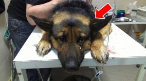 Собака с надеждой смотрела на прохожих. Но люди отводили глаза...