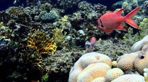 Коралловый риф в Дахабе