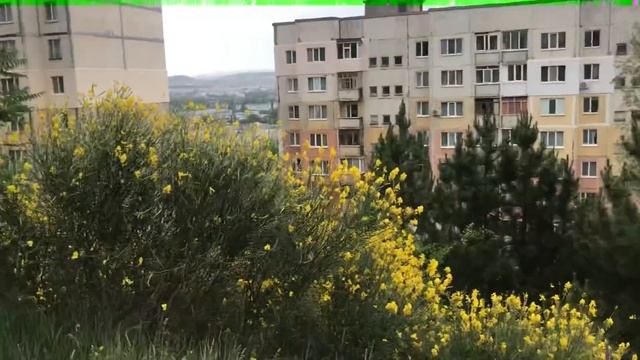 Крымское лето  прогулка с собакой