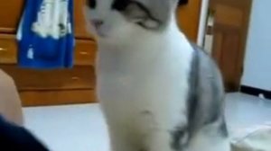 Кот дает лапу как настоящая собака