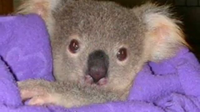 MATIA BAZAR - LISOLA DI WIGHT