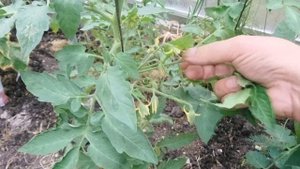 Хорошая завязь - супер урожай.Gute Fruchtknoten - super Ernte
