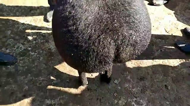 1 мая 2019 г. Куй бозор нархлари