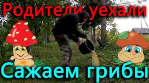 Родители уехали! Сажаем грибы! Монтирую лаги на второй этаж.