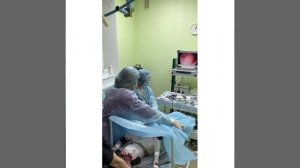 Эндоскопическая стерилизация собаки