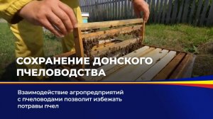 Сохранение донского пчеловодства