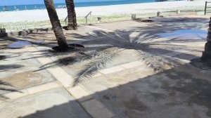 2023 Венесуэла ящерица на пальму