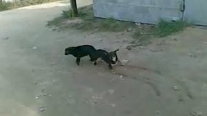 КОТАПЁС