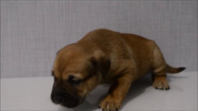 Гарсиа Фёрст Фром Хаус Ирен смотреть онлайн