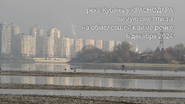 Обмелевшая Кубань у Краснодара - зимующие птицы смотреть онлайн
