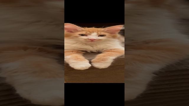Просто красавец!
