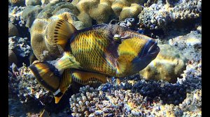 Титановый спинорог