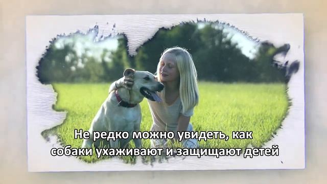 Маленькие котятки слезли из лежанки собаки. Ее реакция не заставила себя долго ждать смотреть онлайн