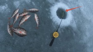 Зимняя рыбалка на окуня. Ловля окуня зимой на мотыль. Как поймать окуня зимой.